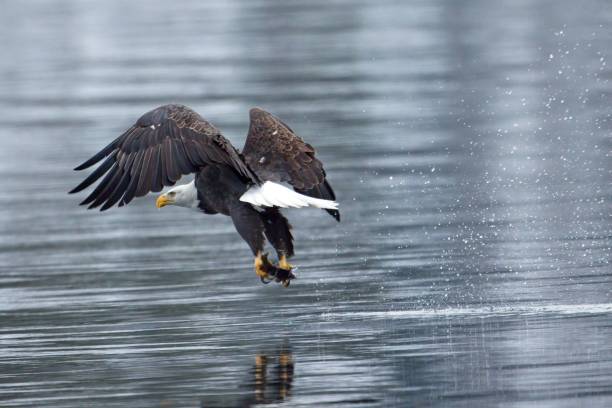 istock Eagle flies low to water after catching fish. 1448065271