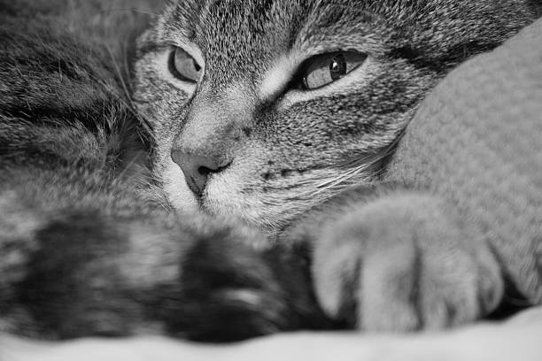 Cтоковое фото Сонливая Cat