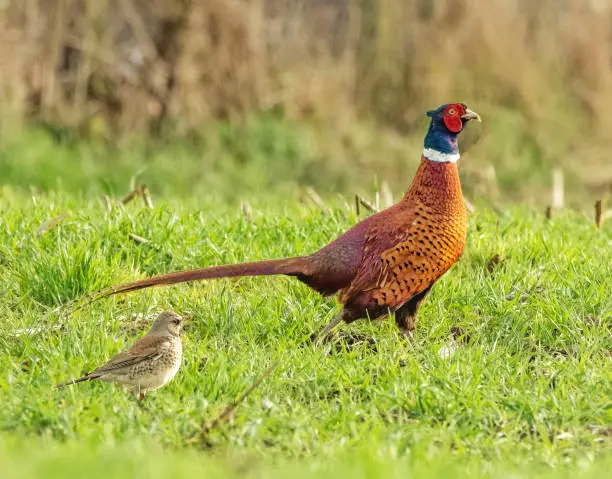 Photo of Male pheasant and field fare