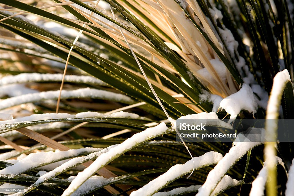 Nuevo México invierno - Foto de stock de Invierno libre de derechos