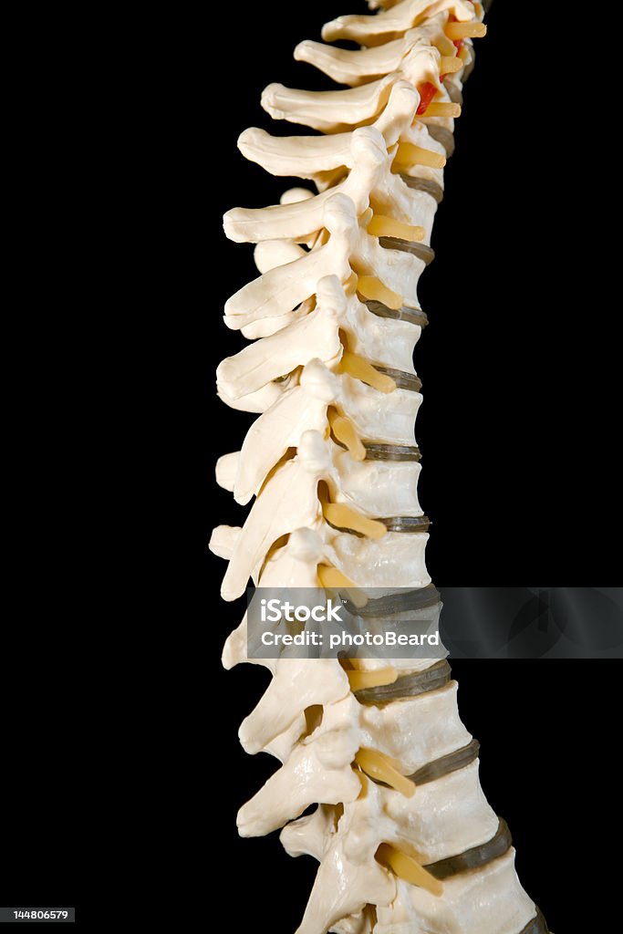 Spine (척추) - 로열티 프리 건강 진단 스톡 사진