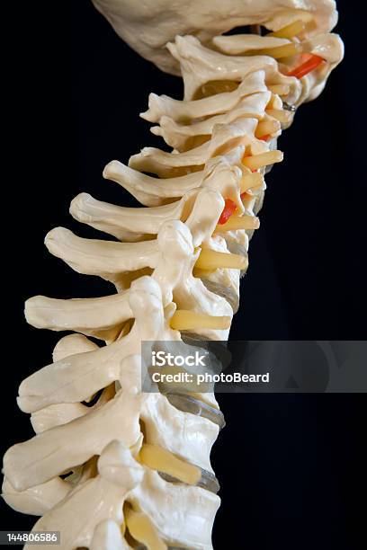 Photo libre de droit de Colonne Vertébrale banque d'images et plus d'images libres de droit de Accident et désastre - Accident et désastre, Anatomie, Biologie