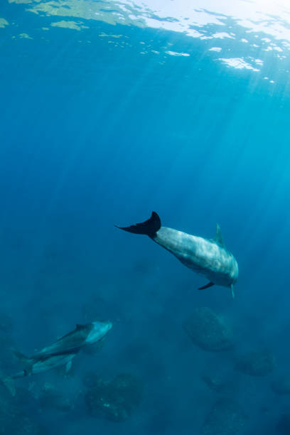 istock Three dolphins swimming in the sun 1448066537
