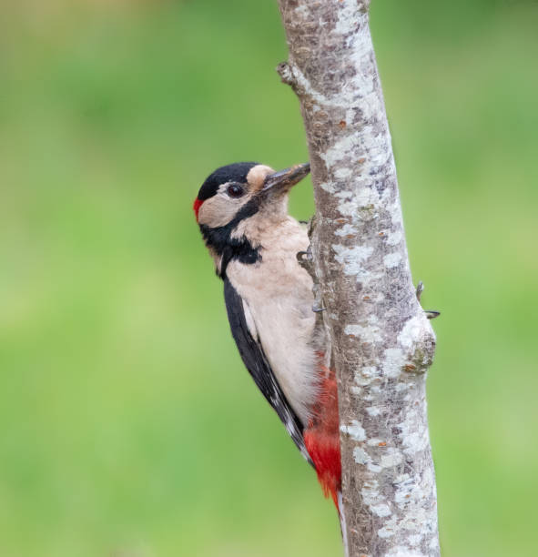 istock Greater spotted woodpecker on branch (Dendrocopos major) 1448069198