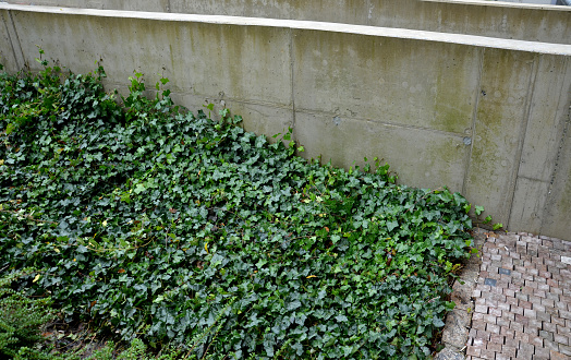 ground covering low bushes and creepers fit in the city between concrete surfaces and paving. evergreen plants are fresh even in winter. parking and pedestrian zone, lonicera, novita, pileata, pot, ground cover, nitida, hedera helix, landscaping