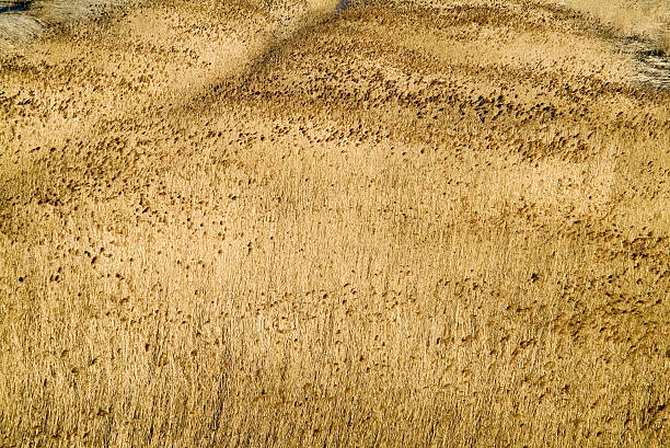 Bulrush In Sunlight Of Morning stock photo