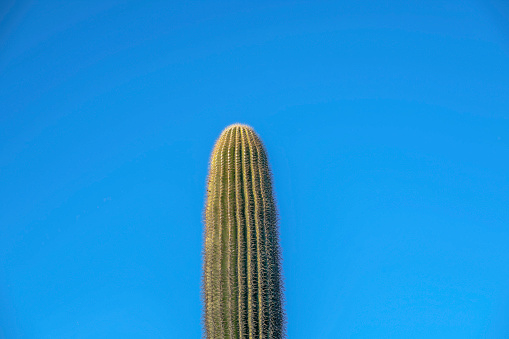 Phoenix, Arizona- View of a saguaro cactus top at Pima Canyon hiking trail. Top view of the cactus from below against the clear blue sky background.