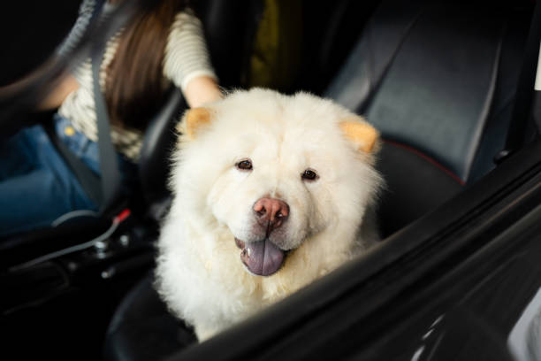 Puppy. Chow-chow. A cute fluffy dog running through the snow. Pet. Animal themes.