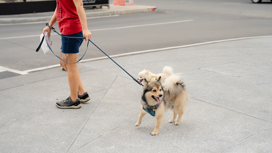 Asian female spending leisure with pet best friend enjoying weekend at street city.