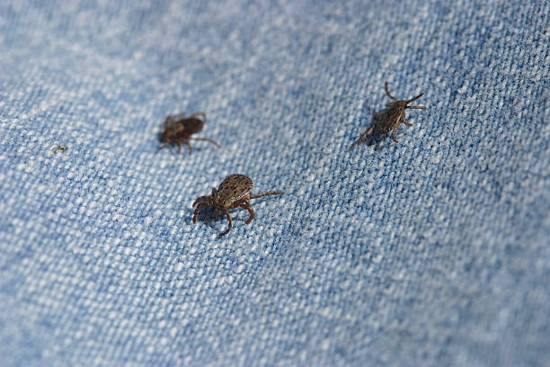 tiques en denim - insectes vetement photos et images de collection