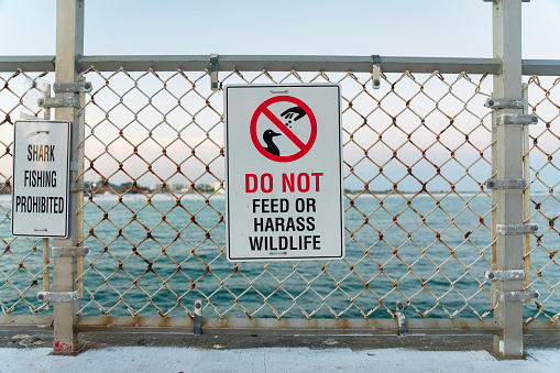 Signs with Shark Fishing Prohibited left and Do Not Feed or Harass Wildlife right . Signs on a chain link fence barrier with a view of the ocean at the pier in Destin, Florida.