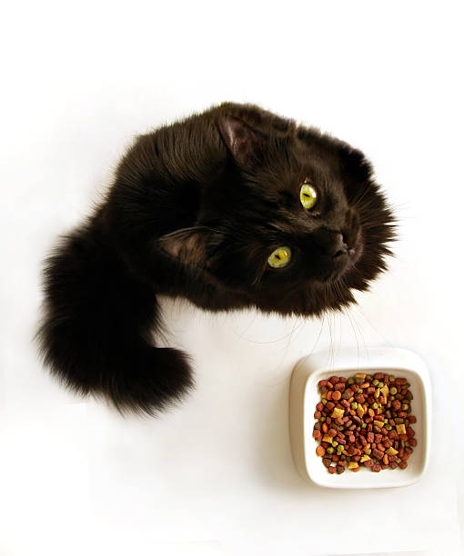 istock Black cat with food bowl 144808027