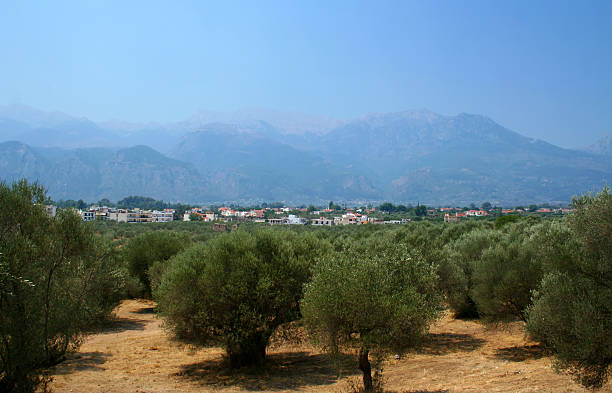Olives orchard in Sparta, Greece