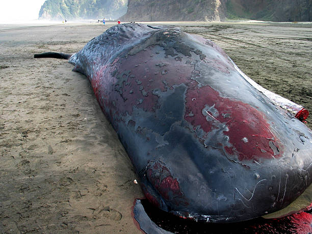 dead cachalote - whale sperm whale beached dead animal - fotografias e filmes do acervo