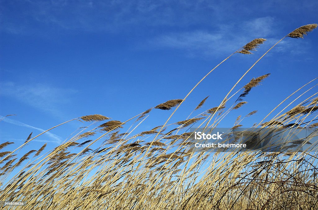 Awn unter dem wind - Lizenzfrei Ausgedörrt Stock-Foto