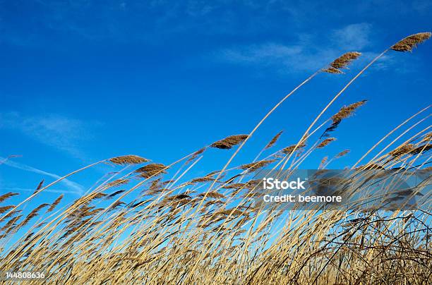 Foto de Awn Com Vento e mais fotos de stock de Bege - Bege, Caniço, Caule