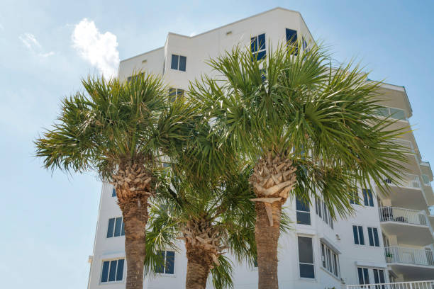 istock Destin, Florida- Three palm trees outside an apartment in a low angle view 1448086399