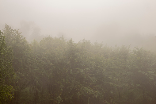 Forest view with thick fog