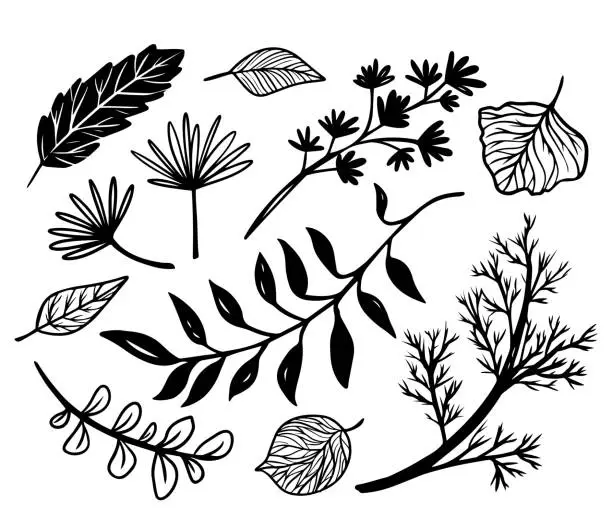 Vector illustration of Set of vector doodle sketch of different beautiful plants, branches and leaves. Set of graphic illustrations decorative floral elements. Flash tattoo sketches