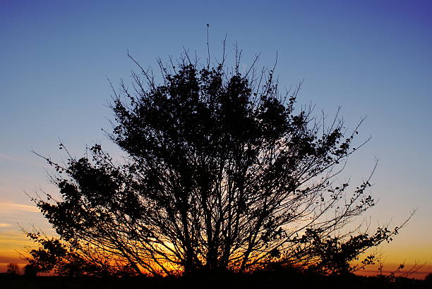 Tree silhouette stock photo