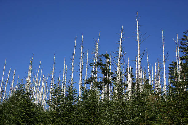 Devastation of Eastern Hemlock Eastern hemlock trees are under attack from an insect called the hemlock woolly adelgid.It is likely that this insect will kill most of the hemlock trees unless a successful intervention is found. This location, The Great Smoky Mountains National Park, Tennessee, USA.  acid rain stock pictures, royalty-free photos & images