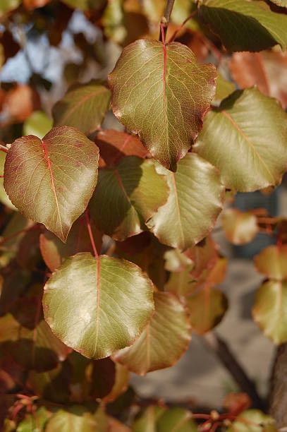 Autumn Leaves stock photo