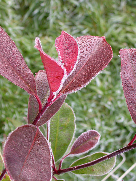 istock Red leaves in frost 144808998