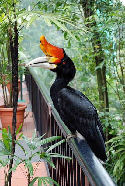 Rhinoceros Hornbill Bird