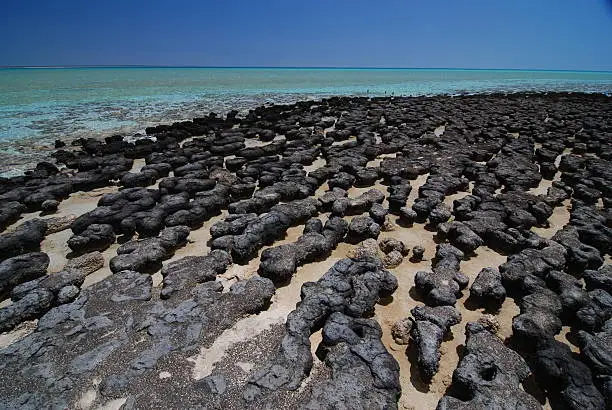 Stromatolite beach hamelin pool shark bay western australia endangered species