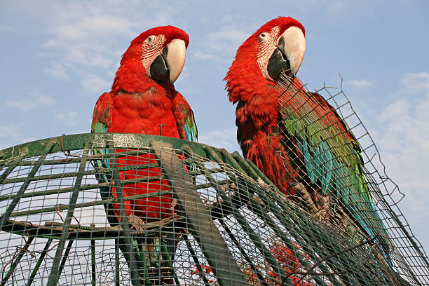 レッドのオウムケイジ動物園 ストックフォト