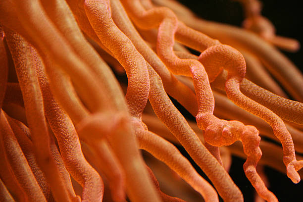 Entacmaea quadricolor Bulb tentacle sea anemone close-up entacmaea quadricolor stock pictures, royalty-free photos & images