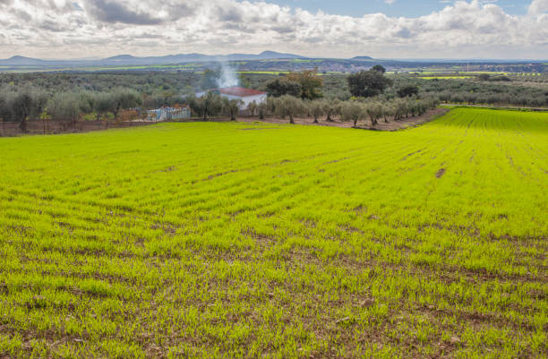 The olive grove is a type of agricultural land with a straight geometric structure, typical of hilly areas and plains. This olive grove is located in Alcocebre-Alcalá de Xivert (Valencian Community-Spain).
