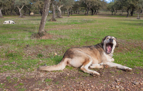 istock Spanish mastiff dogs resting at dehesa state 1448092692