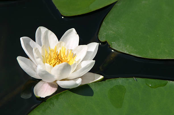 Water Lily stock photo