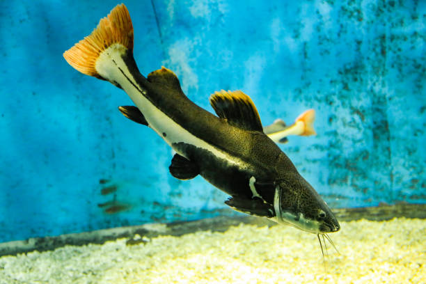 istock Fish in the aquarium 1448095710