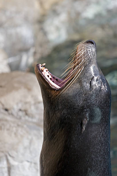 istock Sea Lions and Seals 144809586