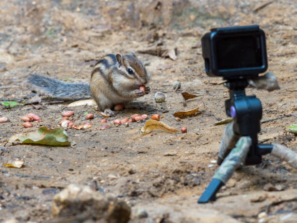 istock Tamias sibiricus, Siberian Chipmunk. 1448096603