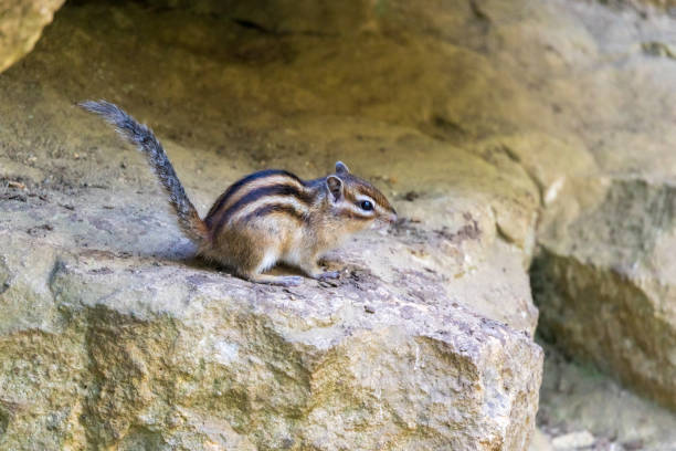 istock Tamias sibiricus, Siberian Chipmunk. 1448096619