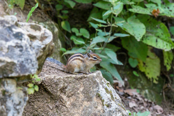 istock Tamias sibiricus, Siberian Chipmunk. 1448096623