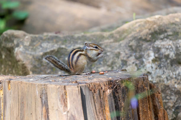 istock Tamias sibiricus, Siberian Chipmunk. 1448096662