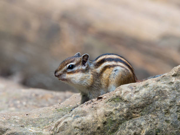 istock Tamias sibiricus, Siberian Chipmunk. 1448097259