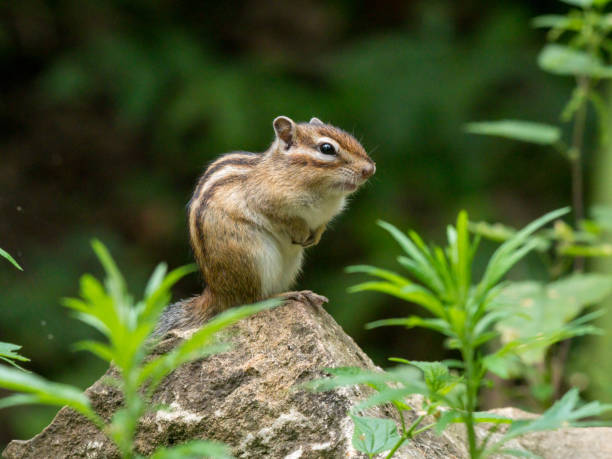 istock Tamias sibiricus, Siberian Chipmunk. 1448097338