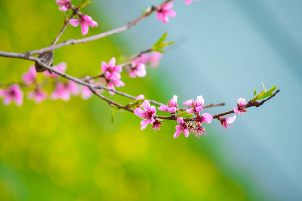 istock Pink florets on a blossoming peach branch with a blurry background. 1448097561