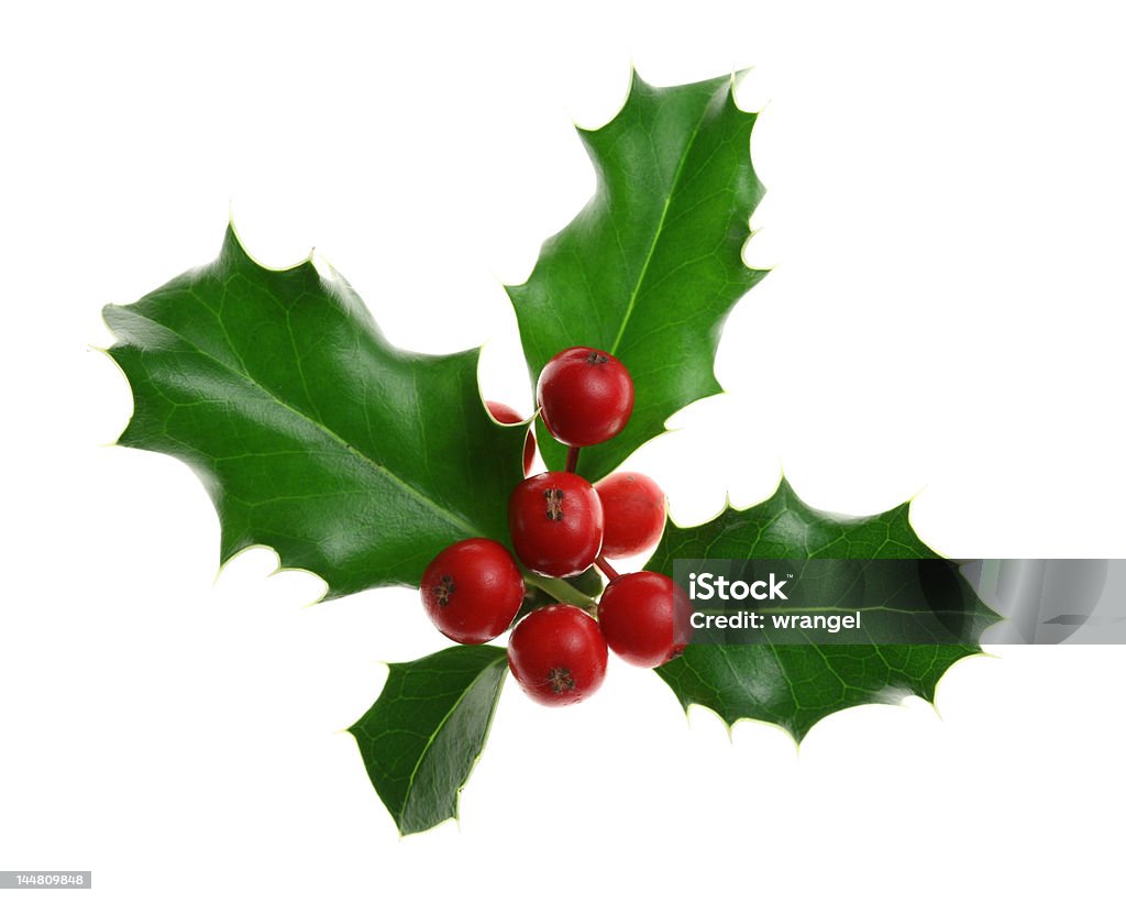 Holly Isolated on White Sprig of European holly (Ilex aquifolium) isolated on white Berry Stock Photo