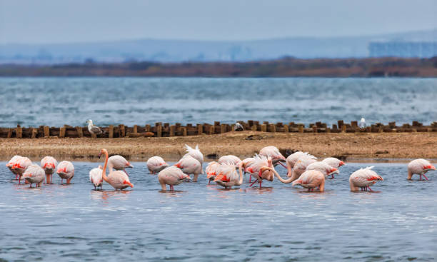 istock Group of pink flamingos 1448098550
