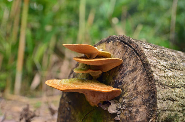 istock Trametes gibbosa 1448098710