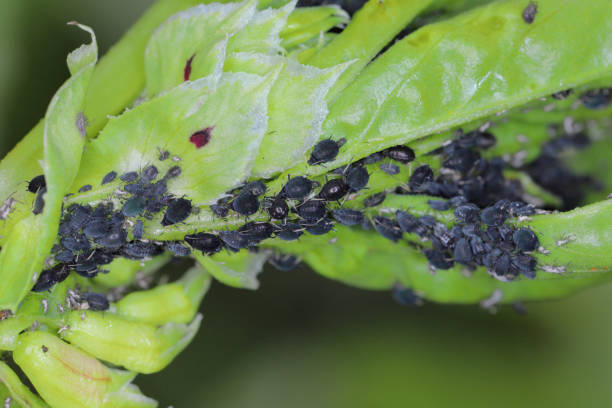 istock The colony of black bean aphids, Aphis fabae, on faba bean plants. 1448099719