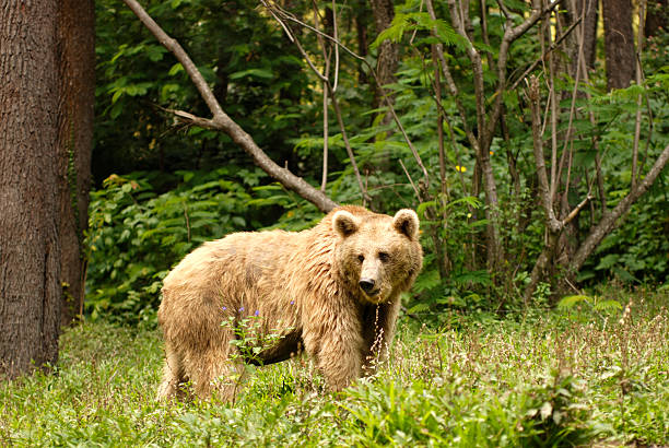 Bear - Photo