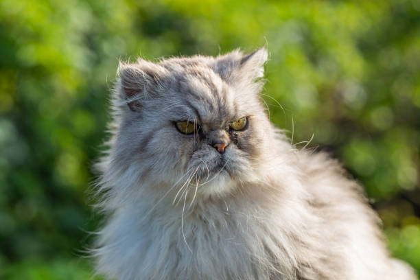 istock Cute persian cat standing on green grass 1448100541