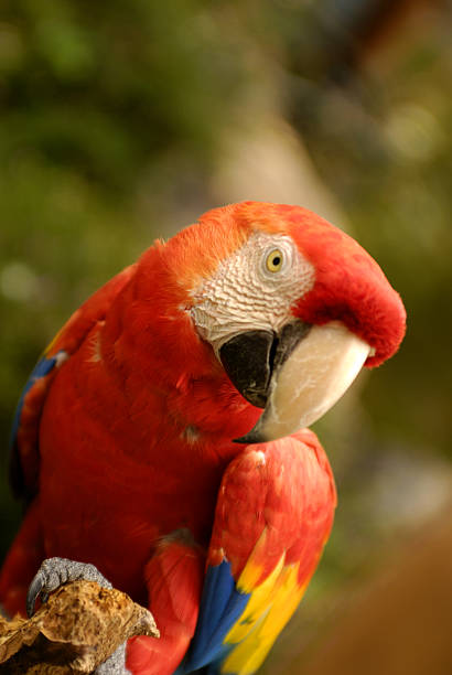 Parrot – Foto
